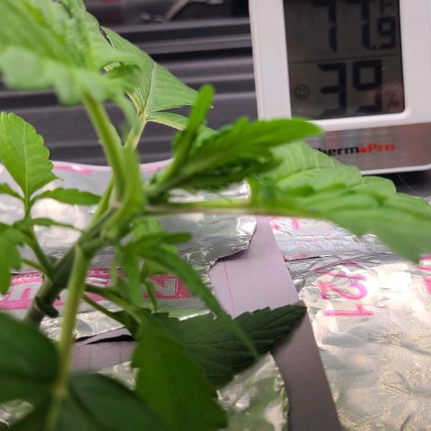 Gorilla Glue Auto growlog timeline photo