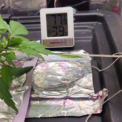 Gorilla Glue Auto growlog timeline photo