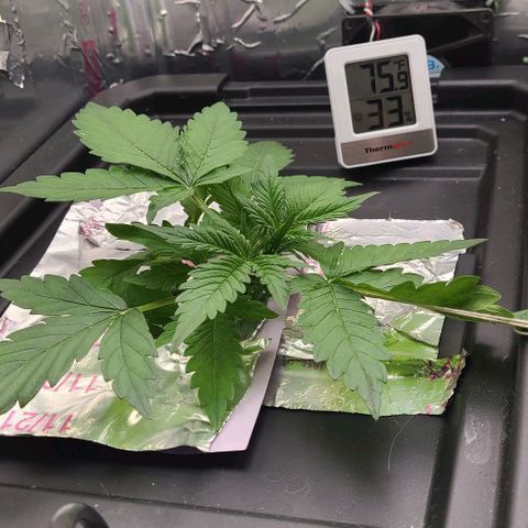 Gorilla Glue Auto growlog timeline photo