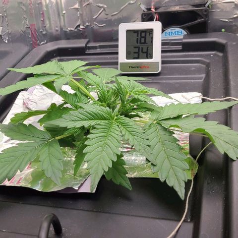Gorilla Glue Auto growlog photo: Going out of town tomorrow, topped off nutes - approx 1/4 gal veg mix