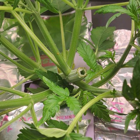 Gorilla Glue Auto growlog timeline photo