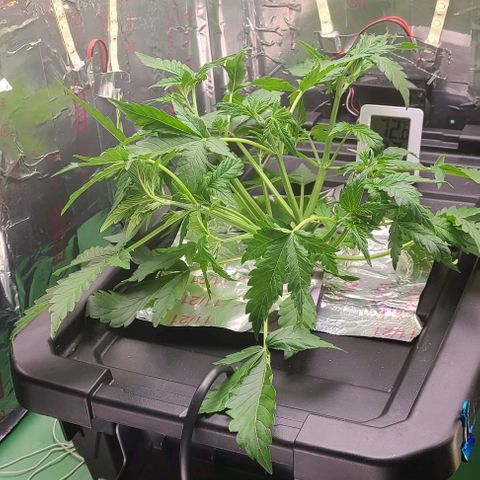 Gorilla Glue Auto growlog timeline photo