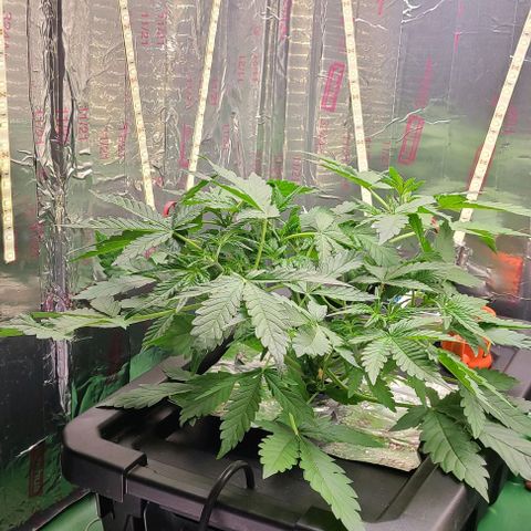 Gorilla Glue Auto growlog timeline photo