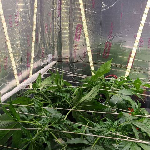 Gorilla Glue Auto growlog timeline photo
