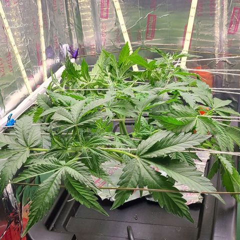 Gorilla Glue Auto growlog timeline photo