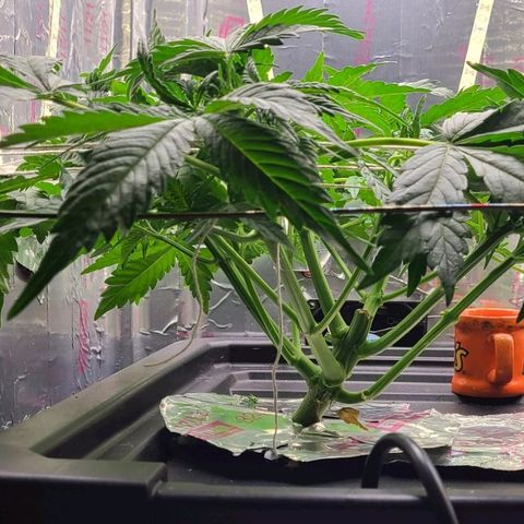 Gorilla Glue Auto growlog timeline photo