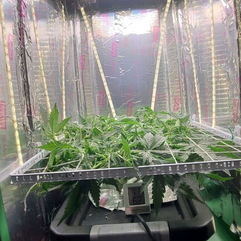 Gorilla Glue Auto growlog timeline photo