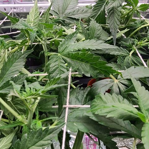 Gorilla Glue Auto growlog timeline photo