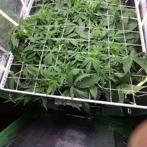 Gorilla Glue Auto growlog timeline photo
