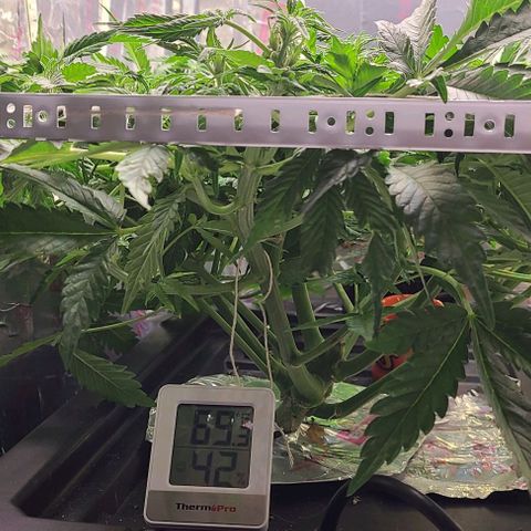 Gorilla Glue Auto growlog timeline photo