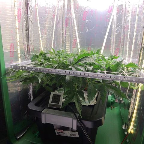 Gorilla Glue Auto growlog timeline photo