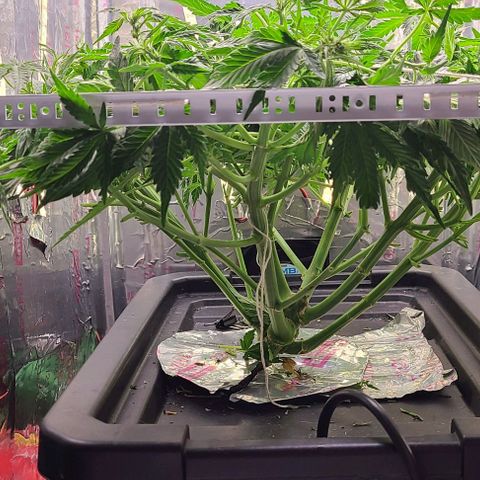Gorilla Glue Auto growlog photo: Some much needed defoliation today along with the gallon of nutes/bennies. 