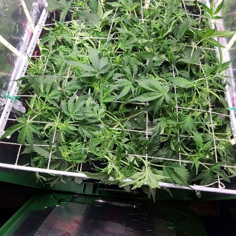 Gorilla Glue Auto growlog photo: Some much needed defoliation today along with the gallon of nutes/bennies. 