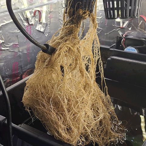 Gorilla Glue Auto growlog photo: Root darkening noted, reservoir topped off with 3/4 gal nut mix + 10ml photosynthesis plus