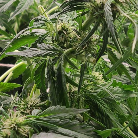 Gorilla Glue Auto growlog photo: Post trim 