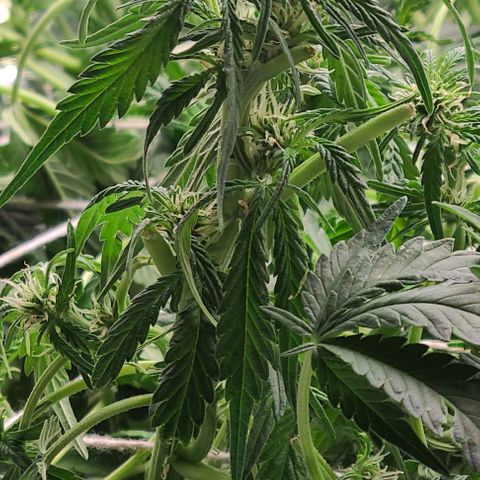 Gorilla Glue Auto growlog photo: Post trim 