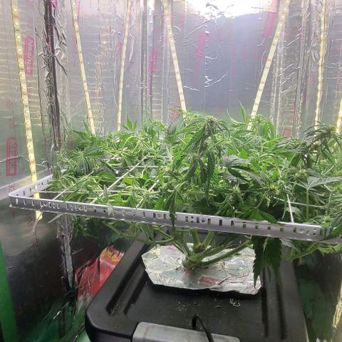 Gorilla Glue Auto growlog photo: Post trim 