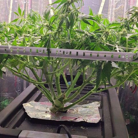 Gorilla Glue Auto growlog photo: Post trim 