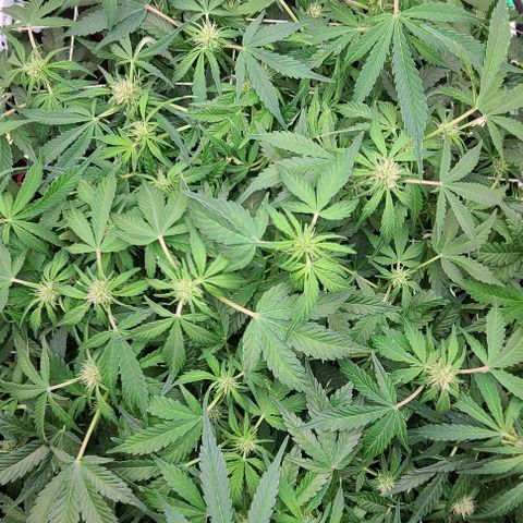 Gorilla Glue Auto growlog timeline photo