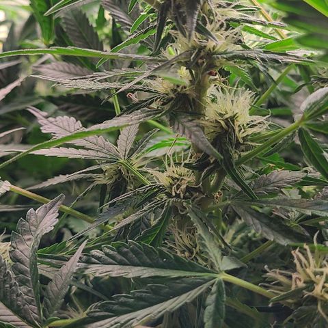 Gorilla Glue Auto growlog timeline photo