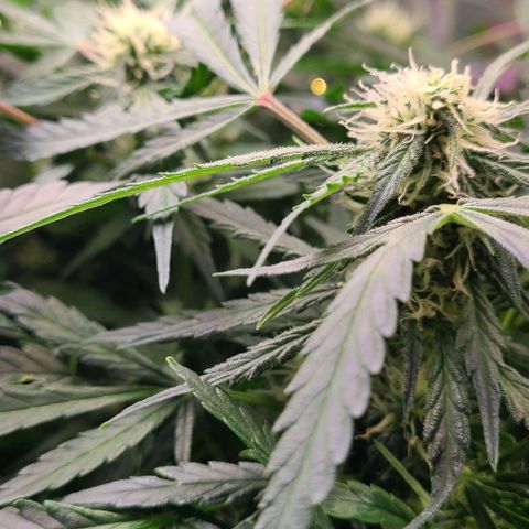 Gorilla Glue Auto growlog timeline photo