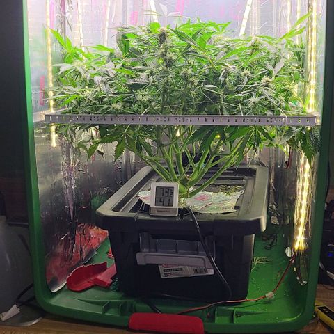 Gorilla Glue Auto growlog timeline photo