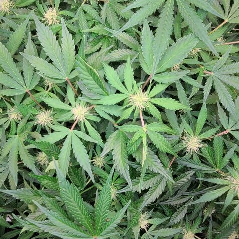 Gorilla Glue Auto growlog timeline photo
