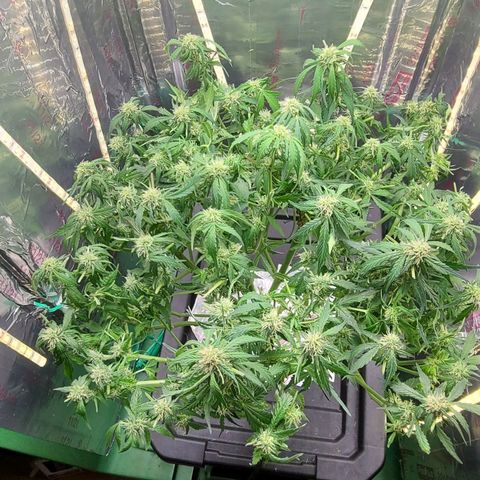 Gorilla Glue Auto growlog photo: FAN LEAF APOCALYPSE 
