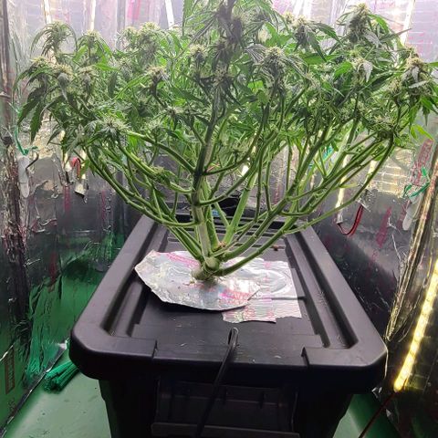 Gorilla Glue Auto growlog photo: FAN LEAF APOCALYPSE 