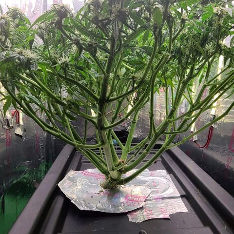 Gorilla Glue Auto growlog photo: FAN LEAF APOCALYPSE 
