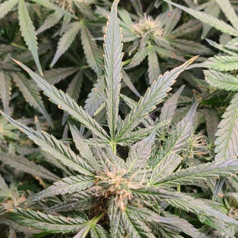 Gorilla Glue Auto growlog photo: Leaf discoloration