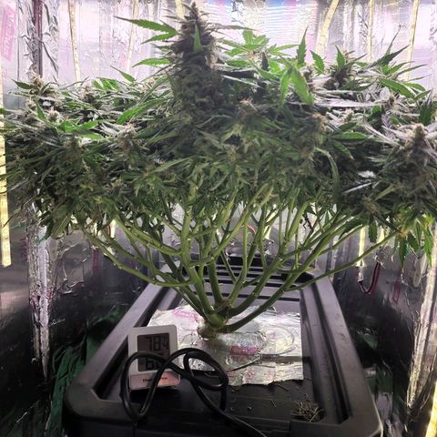 Gorilla Glue Auto growlog photo: Emptied reservoir, cleaned tub and refilled with 2 gal filtered water, 80ml Technaflora SugarDaddy, 5ml Technaflora MagiCal and 2.5ml Microbial Life Photosynthesis Plus. 