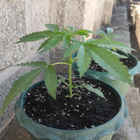 AK (a nout padoung) growlog timeline photo