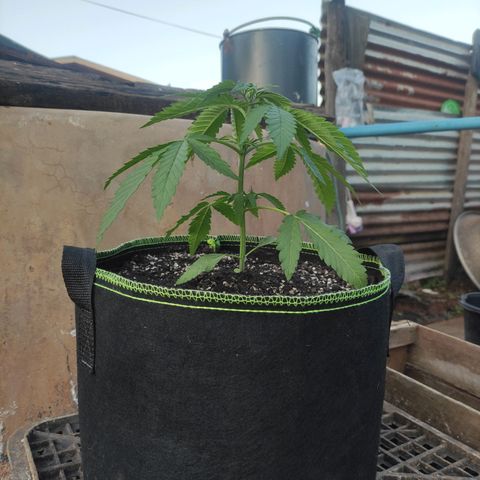 AK (a nout padoung) growlog timeline photo