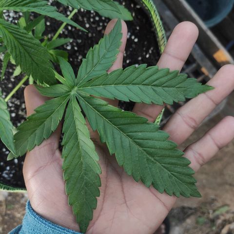 AK (a nout padoung) growlog timeline photo