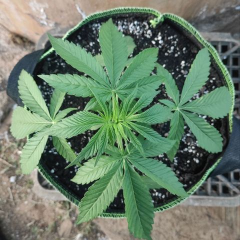 AK (a nout padoung) growlog timeline photo