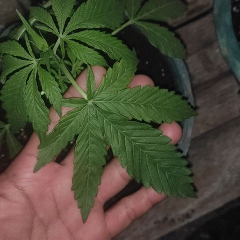 AK (a nout padoung) growlog timeline photo
