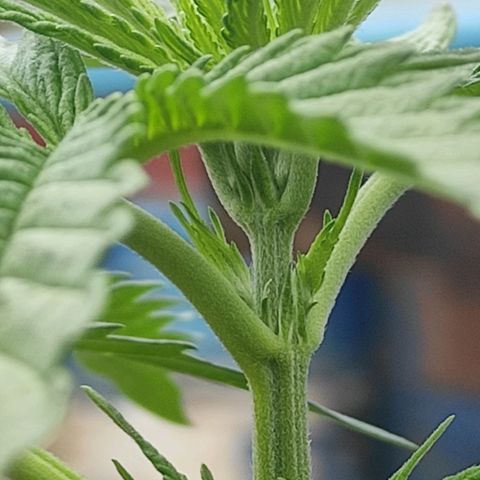 AK (a nout padoung) growlog timeline photo