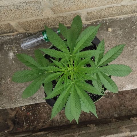 AK (a nout padoung) growlog timeline photo