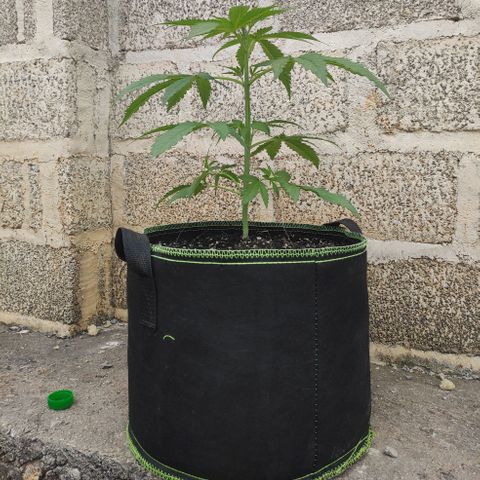 AK (a nout padoung) growlog timeline photo
