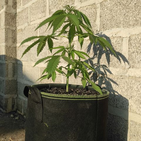 AK (a nout padoung) growlog timeline photo