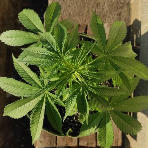 AK (a nout padoung) growlog timeline photo