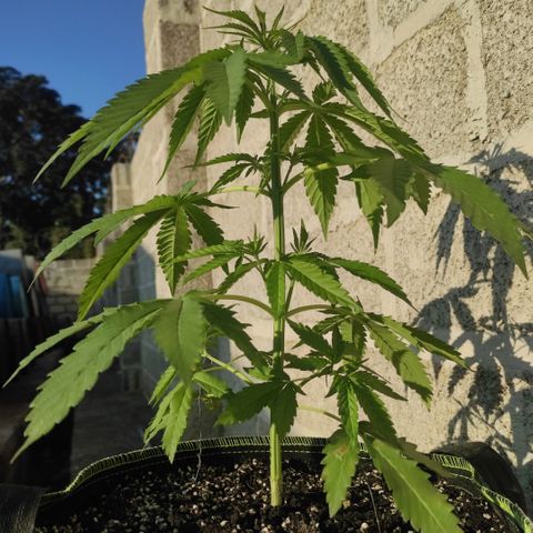 AK (a nout padoung) growlog timeline photo