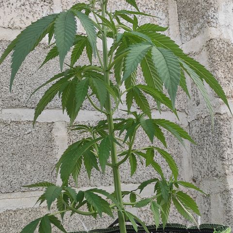 AK (a nout padoung) growlog timeline photo