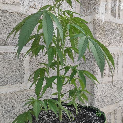 AK (a nout padoung) growlog timeline photo