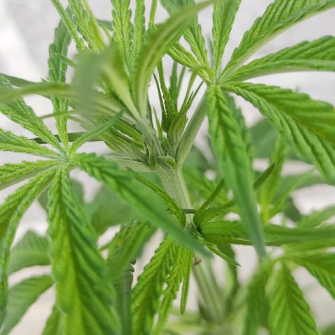 AK (a nout padoung) growlog timeline photo