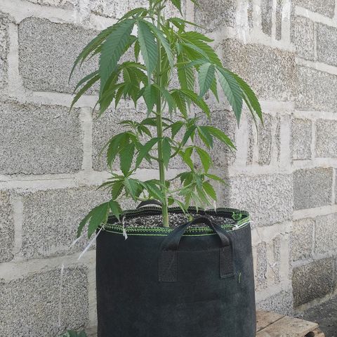AK (a nout padoung) growlog timeline photo