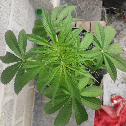 AK (a nout padoung) growlog timeline photo