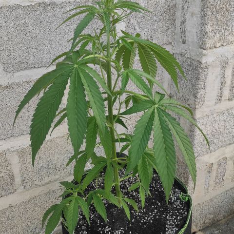 AK (a nout padoung) growlog timeline photo