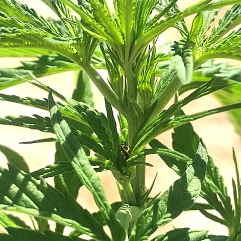 AK (a nout padoung) growlog timeline photo